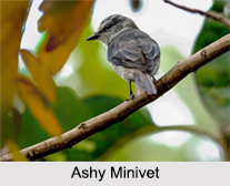 Indian Minivets, Indian Birds