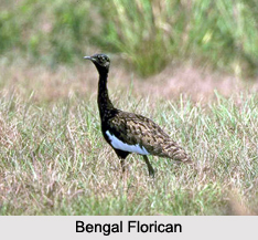 Indian Floricans, Indian Birds
