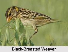 Indian Weavers, Indian Birds