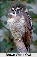 Indian Owls
