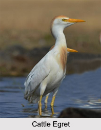 Indian Egrets, Indian Birds