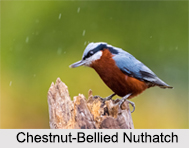 Indian Nuthatches
