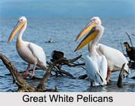 Indian Pelicans, Indian Birds