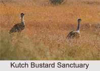 Bird Sanctuaries in Gujarat