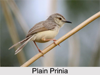 Indian Prinia, Indian Bird