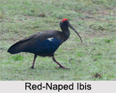 Indian Ibis