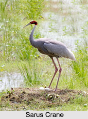 Indian Cranes