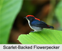 Indian Flowerpeckers