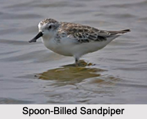 Indian Sandpipers, Indian Birds