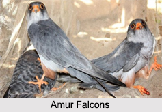 Indian Falcons