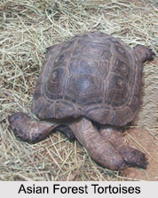 Indian Tortoises