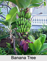 Use of Banana as Medicines, Classification of Medicine