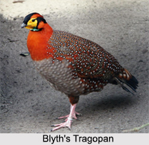 Indian Tragopans, Indian Bird