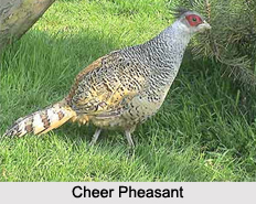 Indian Pheasants
