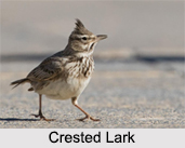 Indian Larks, Indian Birds