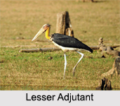 Indian Adjutants, Indian Birds