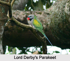 Indian Parakeets