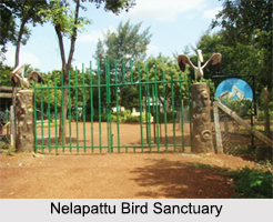 Bird Sanctuaries of Andhra Pradesh