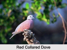 Indian Doves, Indian Birds