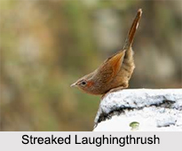 Indian Laughingthrushes, Indian birds