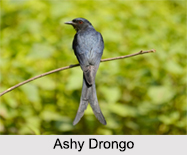 Indian Drongos, Indian Birds