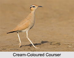 Indian Coursers, Indian Birds