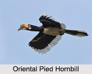 Indian Hornbills, Indian birds