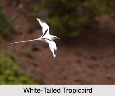 Indian Tropicbirds
