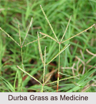 Use of Durba Grass as Medicines, Classification of Medicine