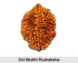 Dvi Mukhi Rudraksha