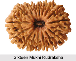 Sixteen Mukhi Rudraksha