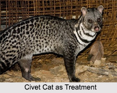 Use of Civet Cat as Treatment