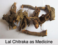 Use of Lal Chitraka as Medicines, Classification of Medicine