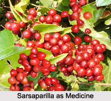Use of Sarsaparilla as Medicines, Classification of Medicine
