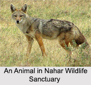Wildlife Sanctuaries of Haryana