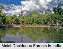 Eastern Highlands Moist Deciduous Forests