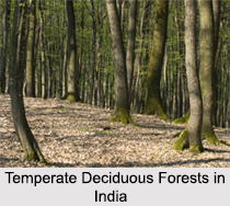 Temperate Deciduous Forests