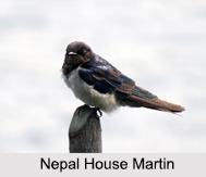 Indian Martins, Indian Birds
