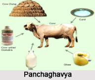 Panchagavya, Ayurveda