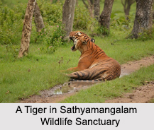 Wildlife Sanctuaries of Tamil Nadu