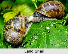 Indian Snails, Molluscs