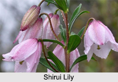 Shirui Lily, Indian Flower
