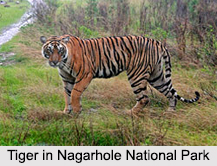 National Parks of South India