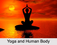 Yoga And Human Body