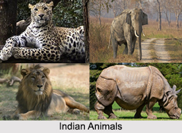 Indian Natural History