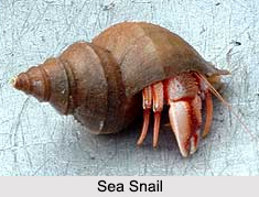 Indian Snails, Molluscs