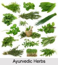 Ayurvedic Herbs, Ayurveda