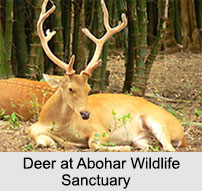 Wildlife Sanctuaries in Punjab, Indian Wildlife Sanctuaries