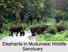 Wildlife Sanctuaries of South India