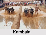 Kambala, Buffalo Race, Karnataka
